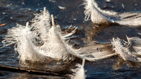 Frozen Feathers