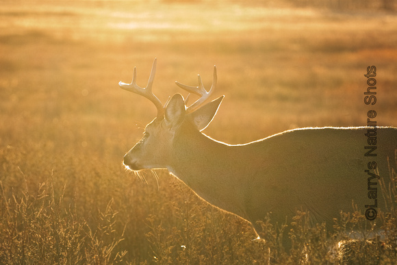 Late Afternoon Buck