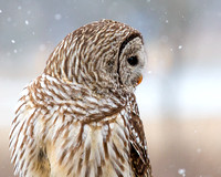 Barred Owl - Profile