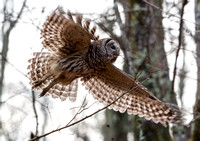 Barred Owl Leaping