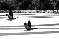 Geese Across the Snow 1