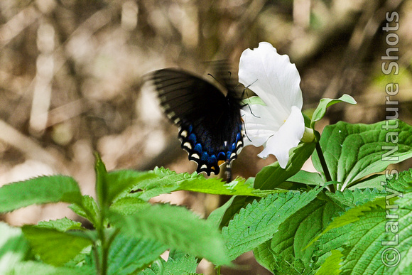 Butterfly and Trillium