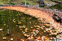 Leaves Against Beaver Dam