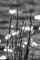 Reeds Along the Shore