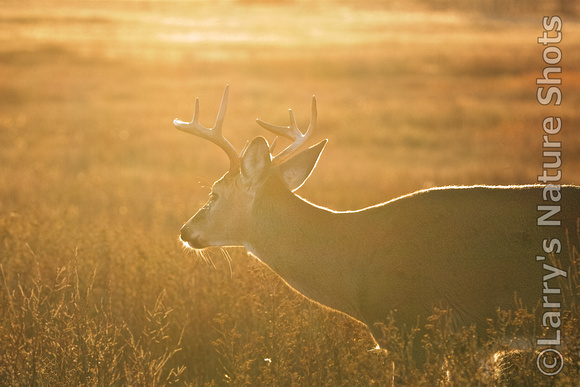 Late Afternoon Buck