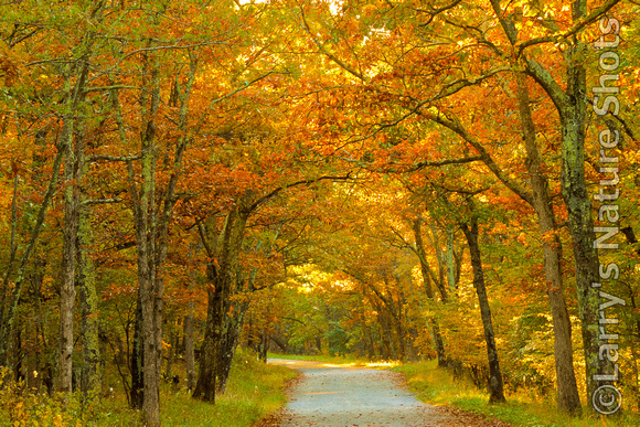 Rapidan Fire Road- Autumn