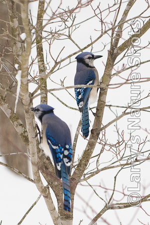 Two Jays