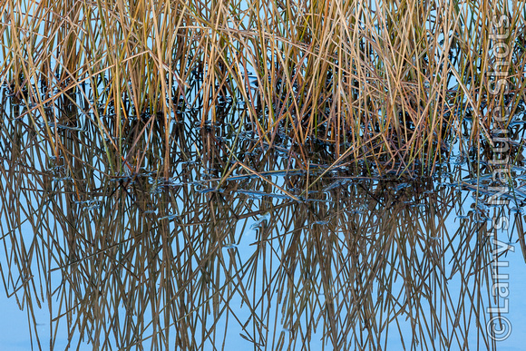 Reflections of Grass