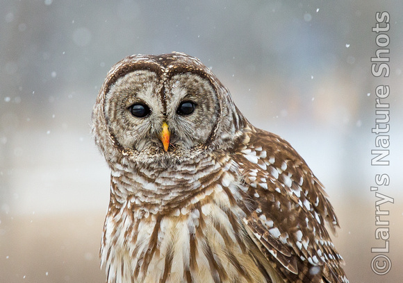 Barred Owl - Face on