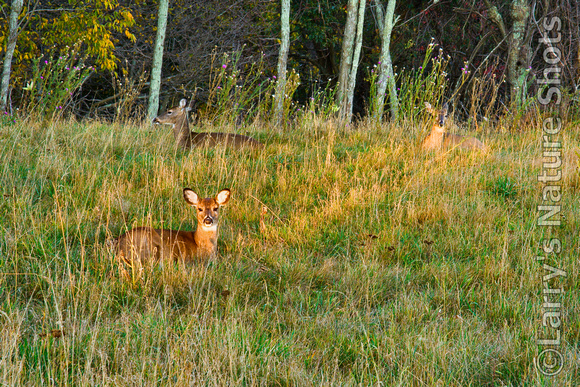 Three Deer Resting