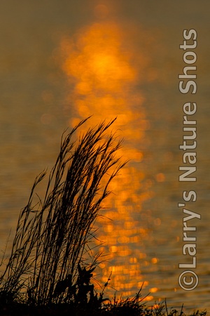 Sunset Reeds