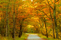 Rapidan Fire Road- Autumn
