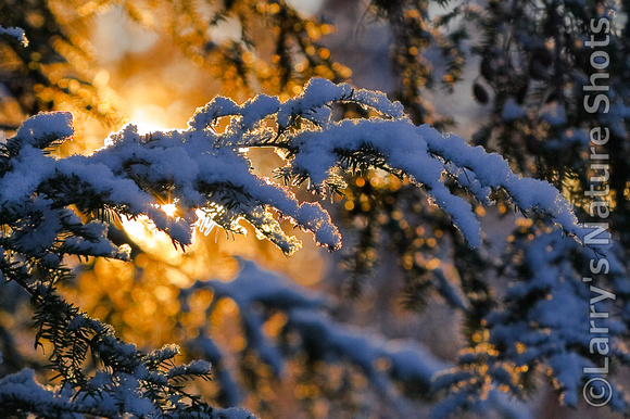 First Snow Sunrise