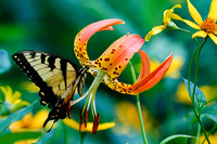 Tiger Swallowtail and Turk's-Cap Lily