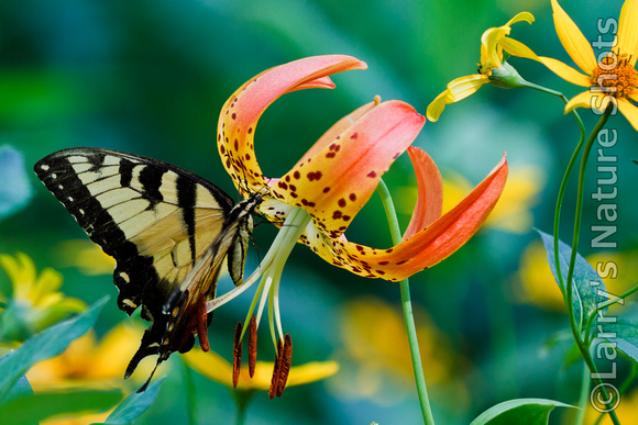 Tiger Swallowtail and Turk's-Cap Lily