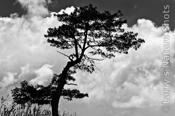 Tree and Clouds